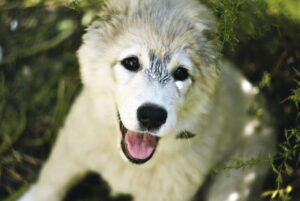 もみあげ脱毛の医療クリニックはどこが人気ですか？