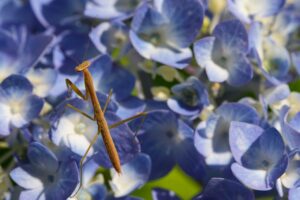 医療脱毛は未成年でも可能なのか？