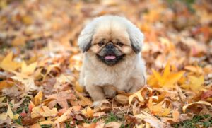 眉間脱毛の効果とおすすめサロンはどこですか？