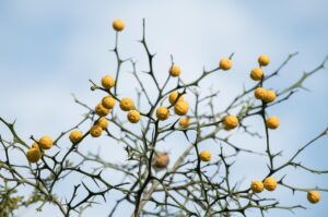 高校生のためのもみあげスタイルの正しい整え方は？